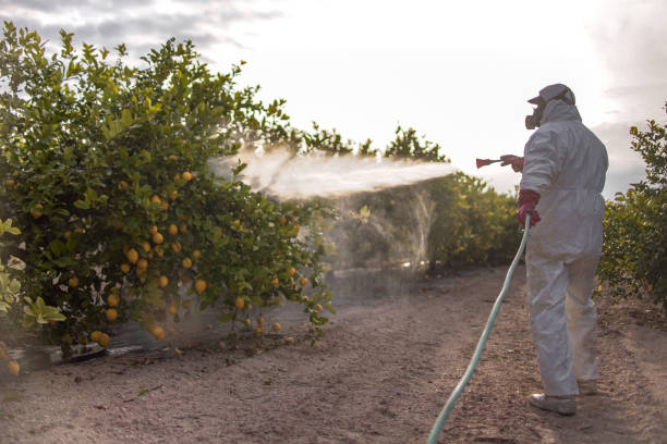 Best Emergency Pest Control  in Boiling Springs, SC