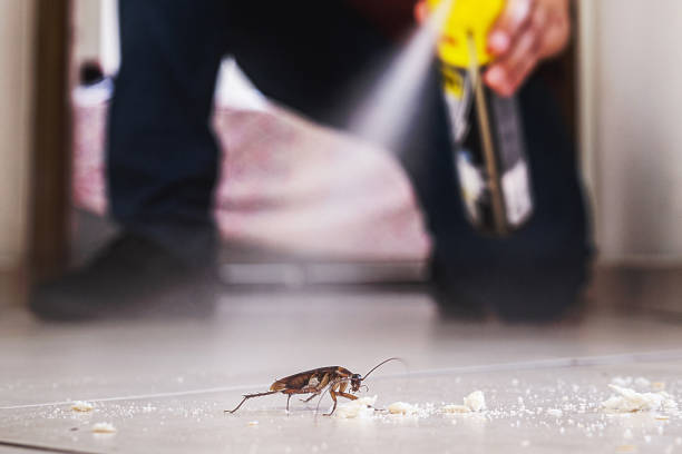 Wasp Removal Services in Boiling Springs, SC