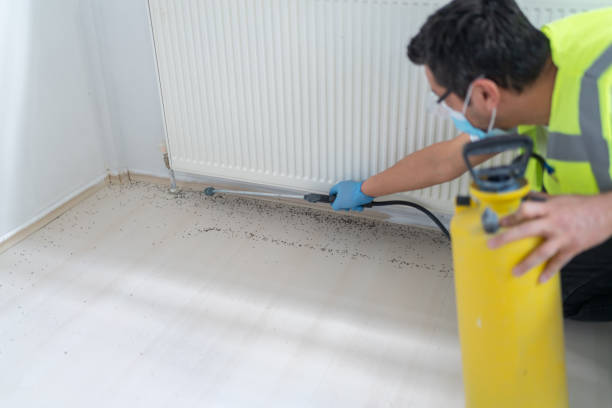 Best Flea Control Services  in Boiling Springs, SC